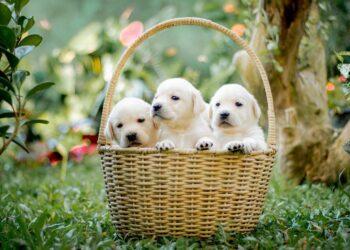 Šuniukai | zum.lrv.lt nuotr.