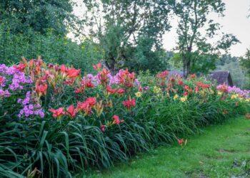 Kleboniškių muziejuje amatų dieną papildys paskaita apie vaistingus augalus | L. Prascevičiūtės nuotr.