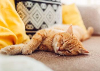 Katė | iki.lt nuotr.