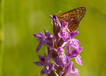 Auksuotoji šaškytė | E. Sukackienės nuotr.