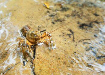 Vėžiavimas prasideda: kaip atpažinti vėžius, kuriuos galima gaudyti? | am.lrv.lt nuotr.