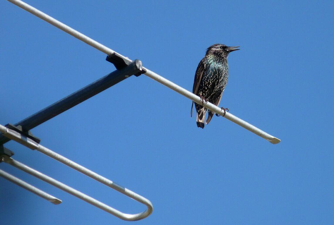Antena | pixabay.com, Buntysmum nuotr.
