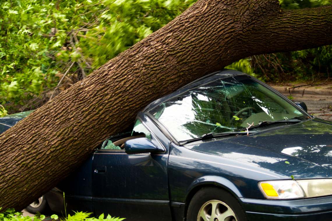 Nuverstas medis | pagd.lrv.lt nuotr.