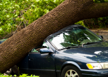 Nuverstas medis | pagd.lrv.lt nuotr.