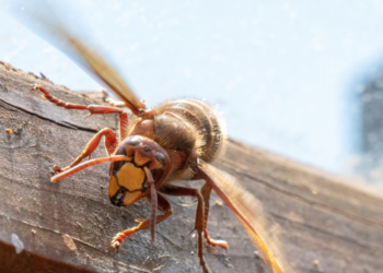 Vapsva | Canva Premium nuotr.