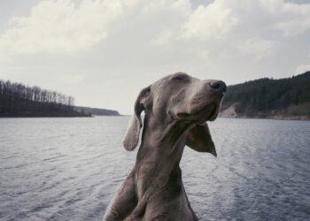 Šuo | pixabay.com, Stock Snap nuotr