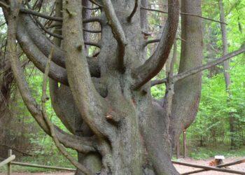 Raganų eglei reikalinga pagalba | vstt.lrv.lt nuotr.