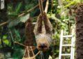 Į Lietuvos zoologijos sodą atvyko dvipirštis tinginys