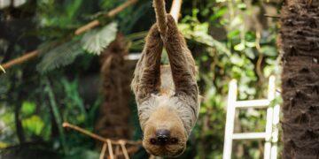 Į Lietuvos zoologijos sodą atvyko dvipirštis tinginys