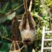 Į Lietuvos zoologijos sodą atvyko dvipirštis tinginys
