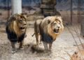 Broliai liūtai Rudis ir Juodis | zoosodas.lt nuotr.