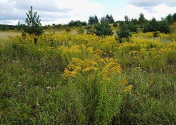 Primenama: Geltonosios rykštenės – svetimžemis augalas | vstt.lrv.lt nuotr.