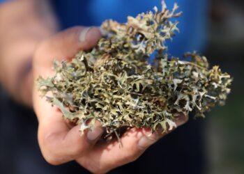 Islandinė kerpena naudinga kvėpavimo takams | A. Kavaliauskienės nuotr.