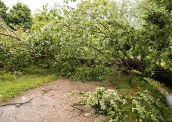 Aplinkosaugininkai pataria, kaip tinkamai tvarkyti po audros nuvirtusius medžius privačiame sklype | aad.lrv.lt nuotr.