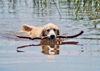 Šuo | pixabay.com, Mygirlautumn nuotr.
