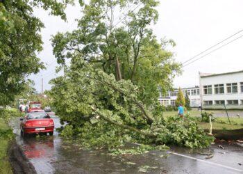 Nulaužti medžiai | am.lrv.lt nuotr.