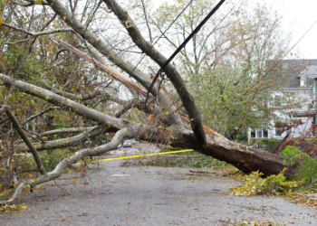 Nuverstas medis | am.lrv.lt nuotr.