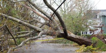 Nuverstas medis | am.lrv.lt nuotr.