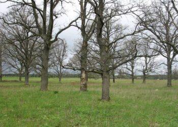 Ekologai tikrina Europos bendrijos svarbos buveines | vstt.lrv.lt nuotr.