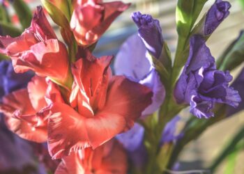 Kardeliai | pixabay.com, Monicore nuotr.