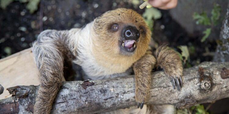 Į Lietuvos zoologijos sodą atvyko dvipirštis tinginys