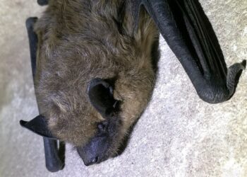 Kūdrinis pelėausis | M. Kirstuko nuotrauka.